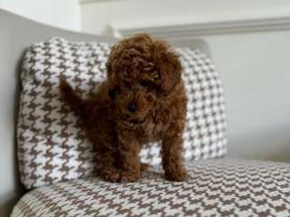 Toy Poodle puppies