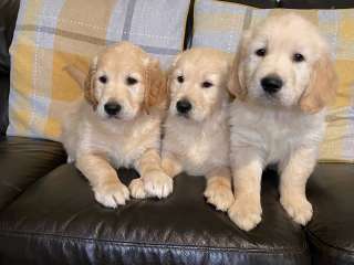 Golden Retriever puppies