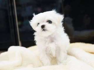 Teacup Maltese puppies
