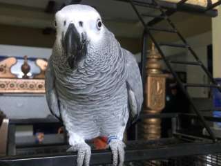 African Grey parrots