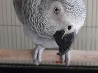 Hand Raise African Grey parrots