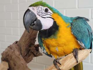 Stunning Macaw parrots