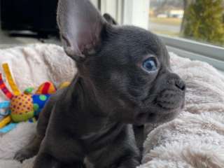 French Bulldog puppies