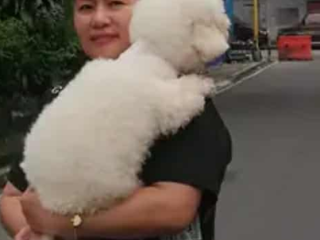 Proven Bichon Frise Female Dog